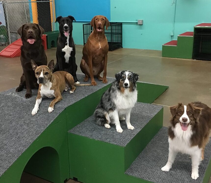 Charlie's friends shops doggie daycare