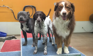 Three dogs standing on a step in an indoor facility.