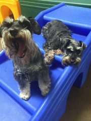 Two dogs sitting on a blue plastic container.