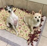 Two dogs sitting on a bed in the bathroom